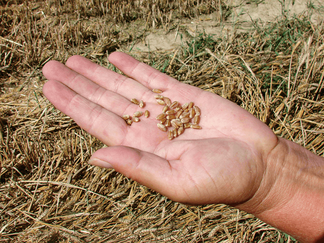 Agrotechnika 2